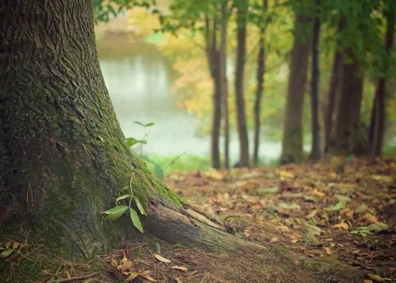 Nahaufnahme des unteren Endes eines Baums im Wald