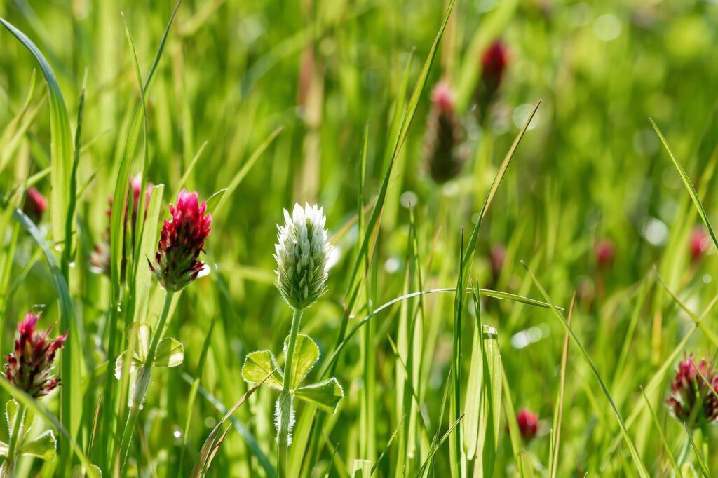 anonyme bestattung bestattung ried header 1