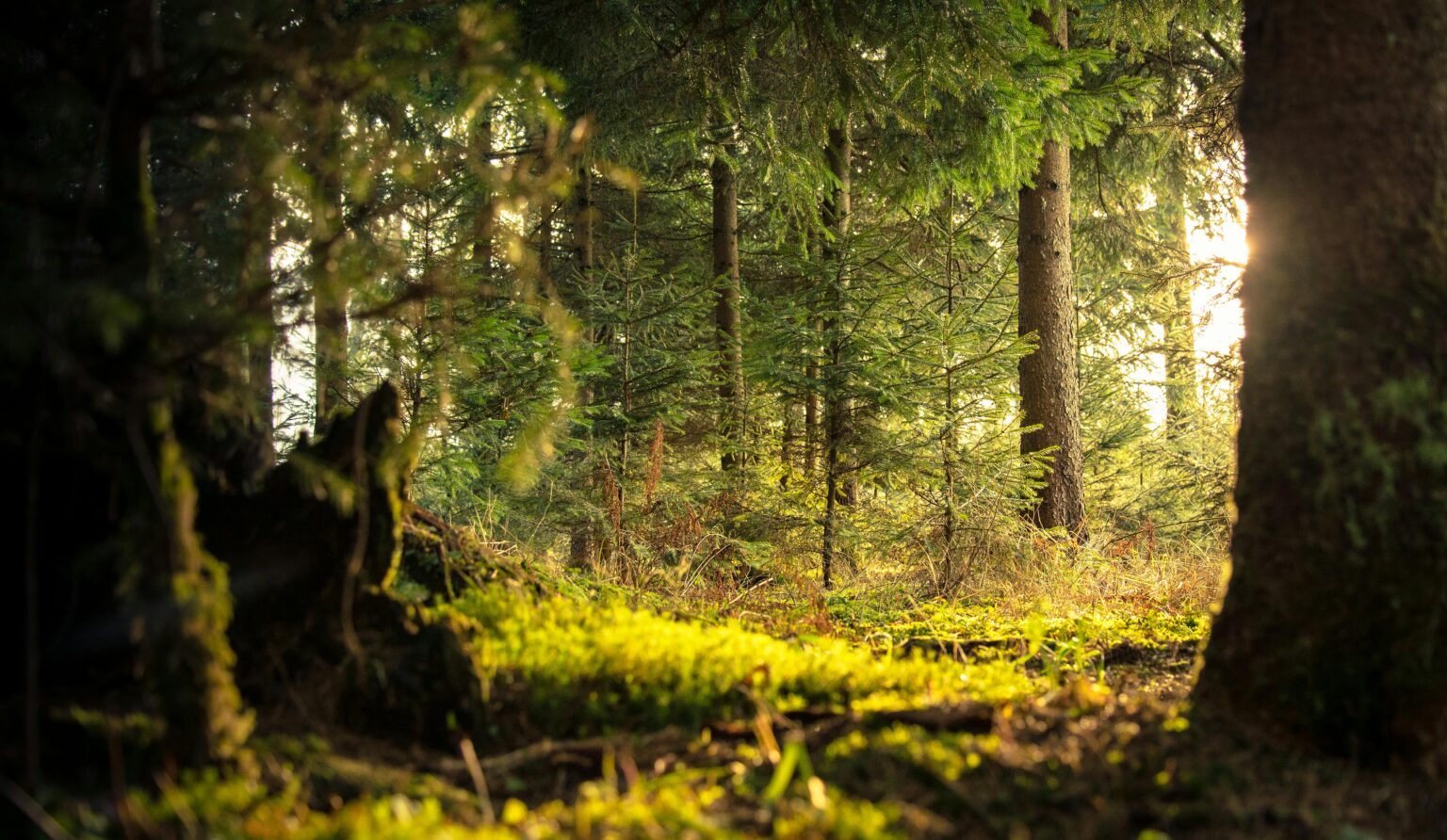 naturbestattung bestattung ried4