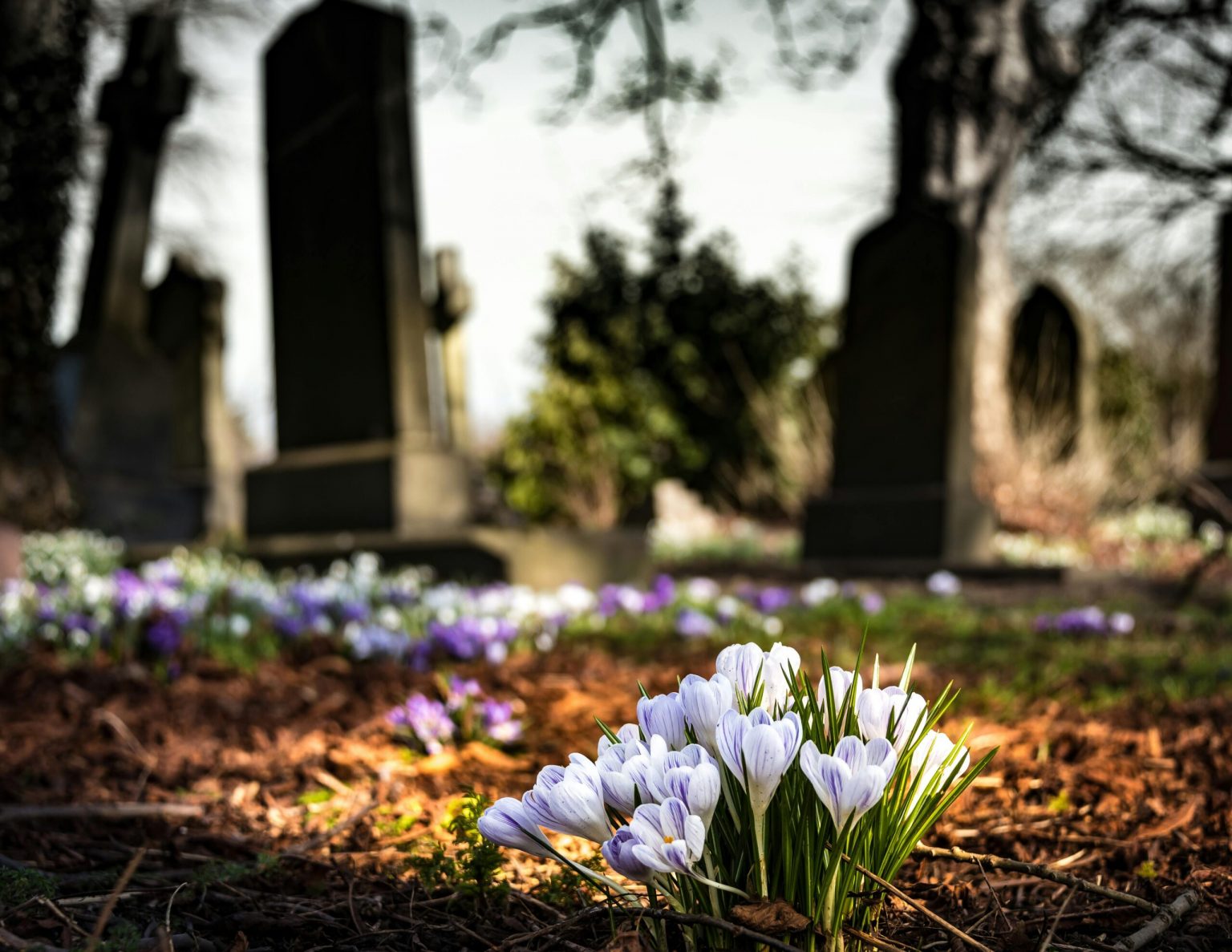 Blumen wachsen auf einem Friedhof