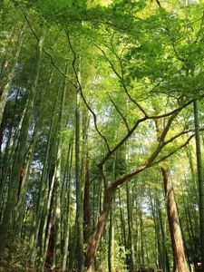 Bestattungsarten Bestattung Ried Naturbestattung 3